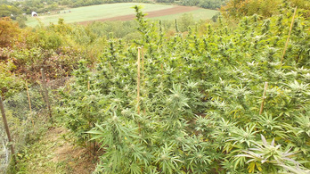 Kannabiszmezőt találtak a rendőrök Tab mellett