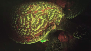 Világító tengeri teknőst fedeztek fel