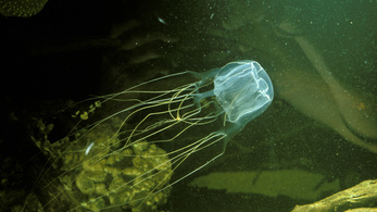 Megcsípte egy medúza, belehalt a 20 éves nő
