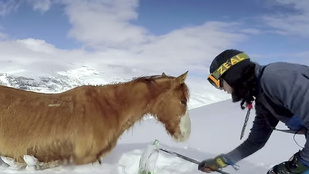 GoPro cukiság: Lovat mentenek a snowboardosok