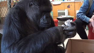 Amiért érdemes volt ma felkelni: Koko a beszélő gorilla kiscicákat kapott