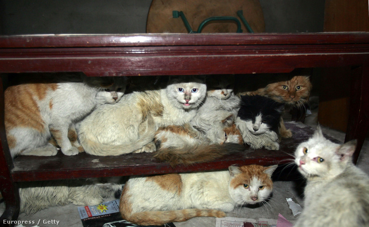 Kóbor macskák Tiencsinben