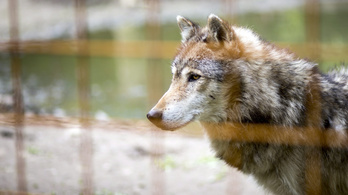 Megszökött egy farkas a Pécsi Állatkertből