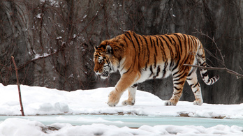 Makkhiány miatt veszélyben a szibériai tigris