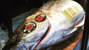 Ön evett már 33 milliós tonhalat?