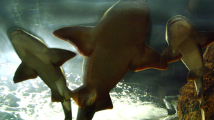 Meglepően sok szűz cápa szül