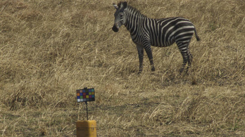 Újabb fordulat a zebracsíkok rejtélyében