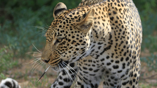 Megszökött az indiai iskolát terrorizáló leopárd