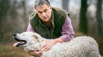 Orbán rejtélyes, megvert kutyája: nem segít a miniszterelnöki sajtóiroda