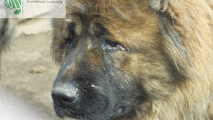 Több száz kaukázusi kutyát kínzott a tenyésztő