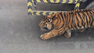 Szökevény tigris okozott tekintélyes közlekedési káoszt Katarban