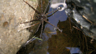 Felfedeztek egy új pókfajt, és semmi biztatót nem tudunk róla elmondani