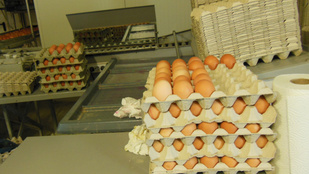 Már megint magyarnak hazudták a lengyel tojást