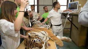 Félsiker a veszprémi tigrisszaporító programban