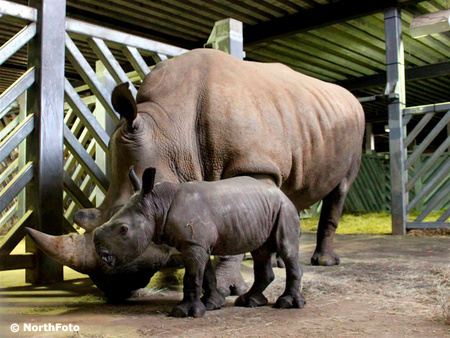 masons rhino baby 020023973
