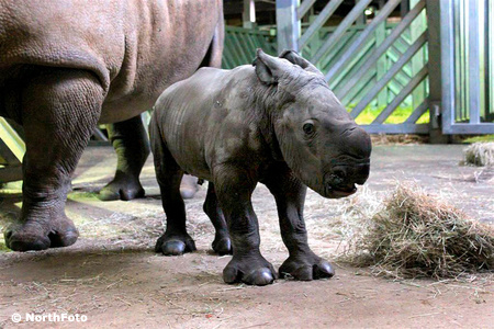 masons rhino baby 030023974