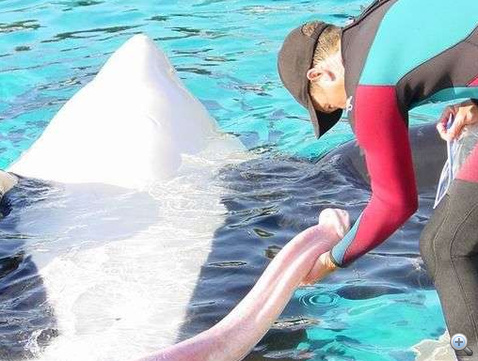 Hatalmas bálnapéniszt kapott lencsevégre a fotós | hu