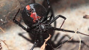 Mérges pók csípte tökön a balszerencsés ausztrál férfit