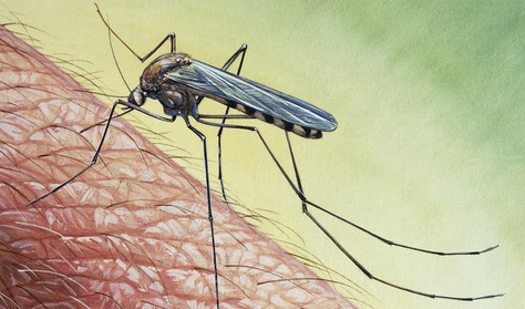 Teszt: Ennyit érnek a szúnyog- és kullancsriasztók