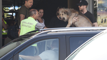 Ryan Gosling még a kutyáját is Budapestre hozta