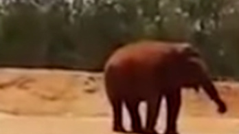 Meghalt egy hétéves kislány, akit eltalált egy kővel az elefánt