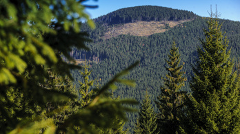 Feljelentette a Kehi a szétlopott erdőgazdaságokat