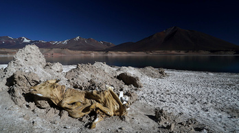 Tehénmúmia őrzi az Atacama-fennsík legszebb tavát
