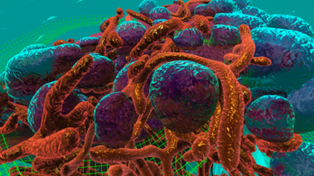 A kutatók rákos rejtekben sétálhatnak