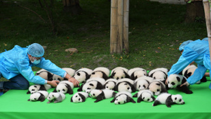 Látott már 23 pandabébit egy rakáson?