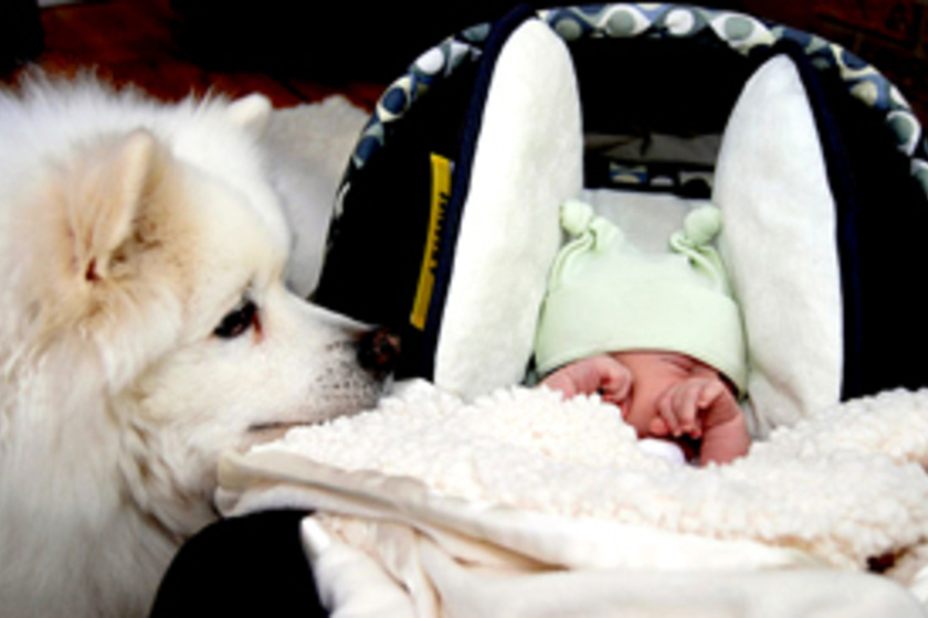 Megható történet: sajátjaként gondozta a kutyamama a kisbabát