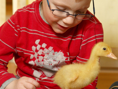 Haláltól megmentett sánta kacsa tanítja járni a fogyatékos kisfiút