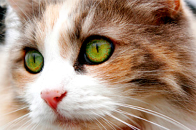 Szakértők állítják: a macskadorombolás gyógyító hatású 