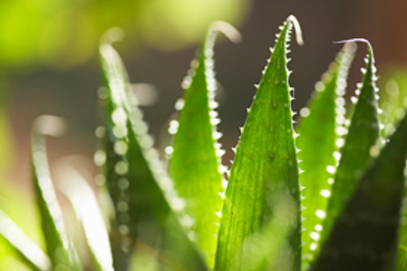 Aloe vera: Candida-ellenes, antioxidáns, gyulladáscsökkentő