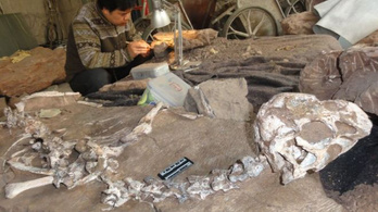Új dinoszauruszfajt találtak, mennybe szálló mocsársárkány lett a neve