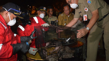 Pénzt érnek az élő patkányok Indonéziában