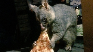 Péntek van, nézegessen pizzát csámcsogó oposszumot!