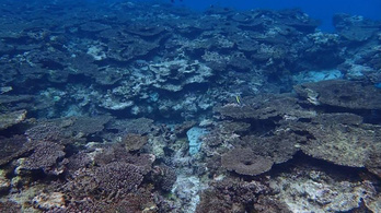 Japán legnagyobb korallzátonya halott vagy haldoklik