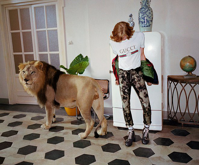 Házi oroszlán a Gucci kampányában.