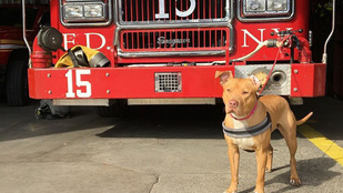 Tűzoltóként kezdett új életet Ashley, a bántalmazott pitbull