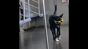 A lazaság új mértékegysége ez a metrózó kutya