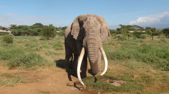 Orvvadászok áldozata lett Afrika egyik legöregebb és legnagyobb elefántja