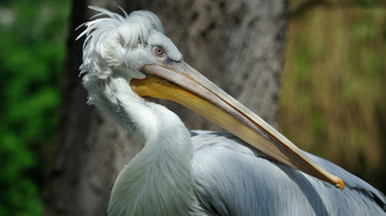 Az összes pelikánt elaltatták a schönbrunni állatkertben