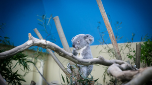 Nagyon nincs jól Nur-Nuru-Bin, a budapesti állatkert koalája