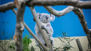 Elpusztult Nur-Nuru-Bin, a fővárosi állatkert egyetlen koalája