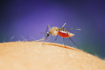 Már egyetlen szúnyogcsípés is halálos lehet: nemcsak egzotikus országokban nagy a kockázat