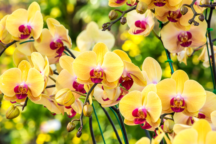 Hónapokig ontja az orchidea a virágait, ha így öntözöd! 
