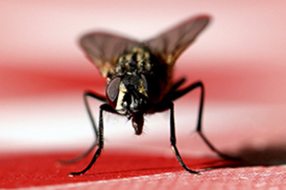6 dolog a lakásban, ami miatt hemzsegni fognak a legyek és más rovarok