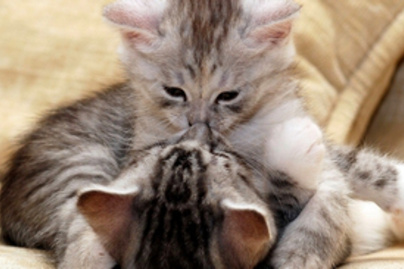 Így ad puszit egymásnak két cica
