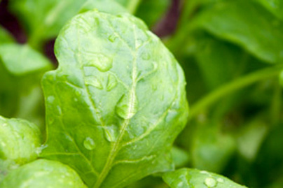 A 7 legerősebb öregedésgátló zöldség - Tele vannak antioxidánssal
