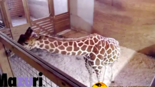 Apás szülés? Pfff! Ez a zsiráf 5 millió ember szeme láttára adott életet egy kis zsiráfborjúnak